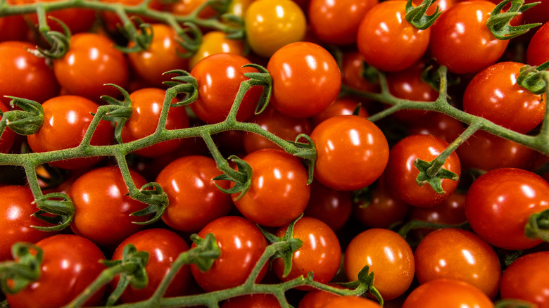 ripe vine tomatoes