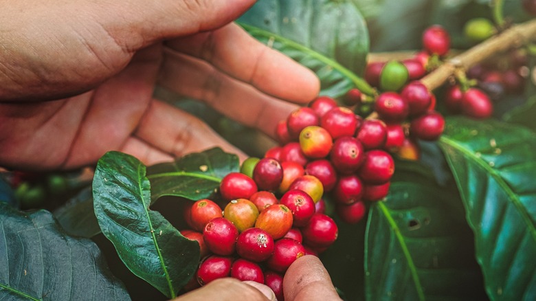 Hands examining coffee