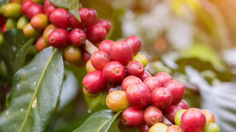 Coffee cherries closeup