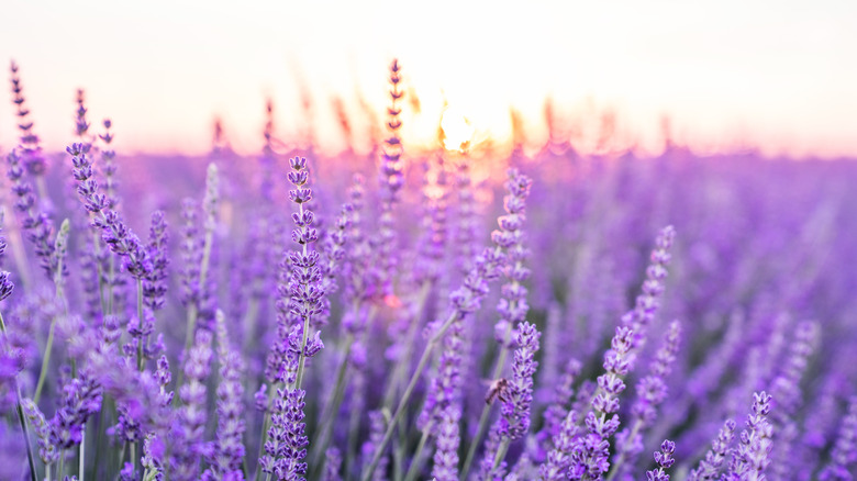 lavender