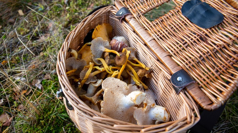 foraged mushrooms from Scotland