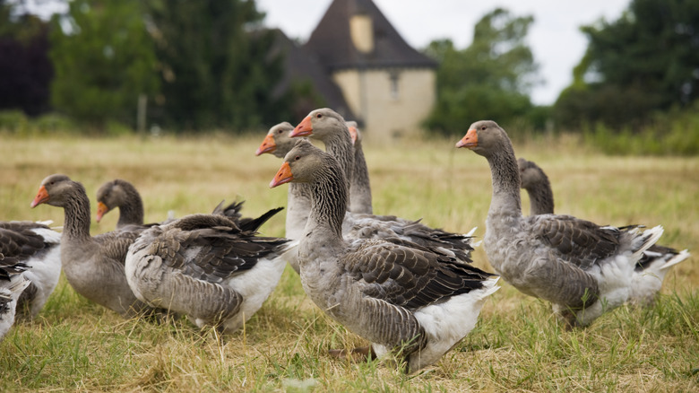 Geese flock