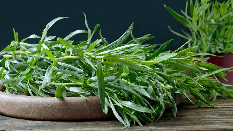 fresh tarragon displayed on plate