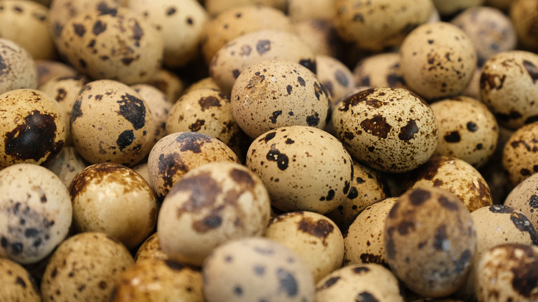 pile of quail eggs