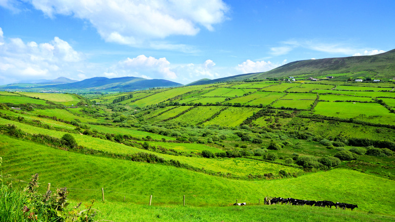 Irish farmland, all divvied up