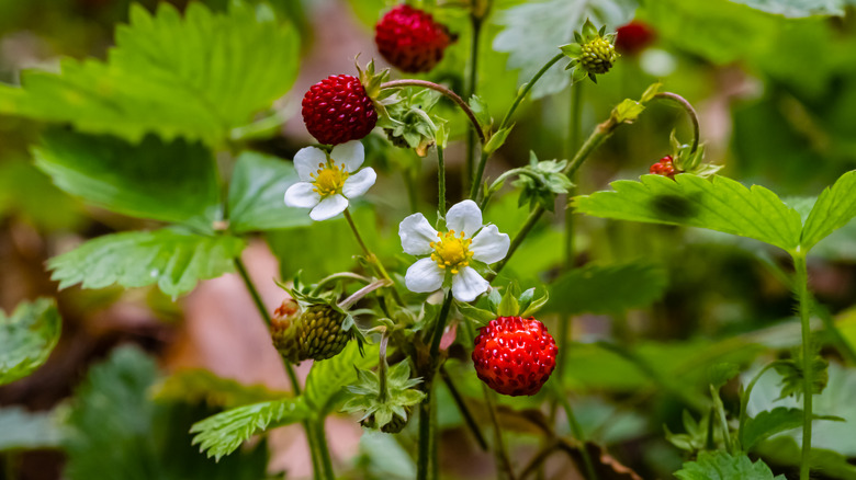 Ripe wild strawberries 