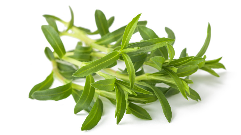 Summer savory on a white background