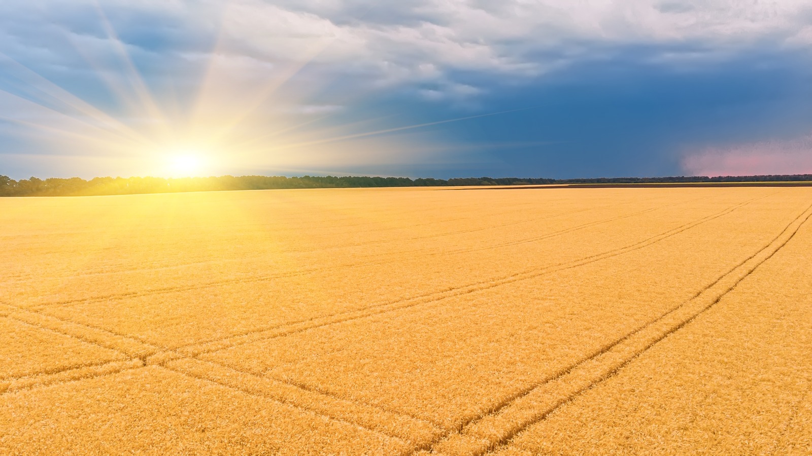 The Global Wheat Shortage May Be Finally Coming To An End