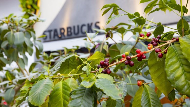 Starbucks Hana Biyori coffee trees