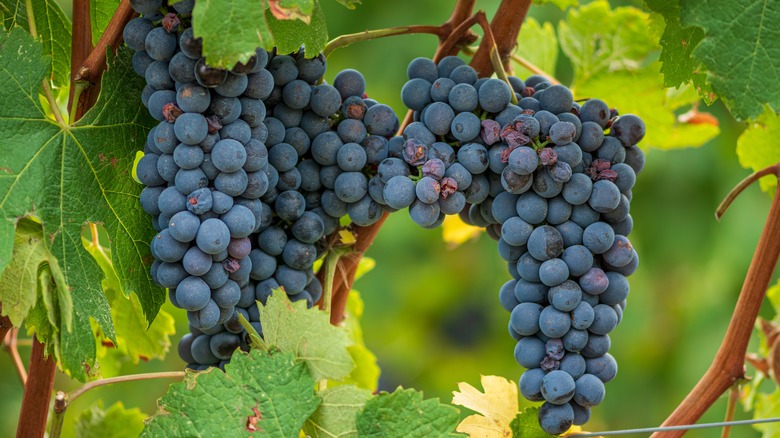 red wine grapes on the vine