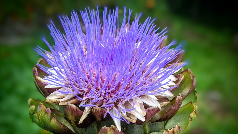 wild artichoke blossom