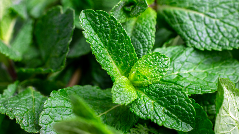 closeup of fresh mint herb