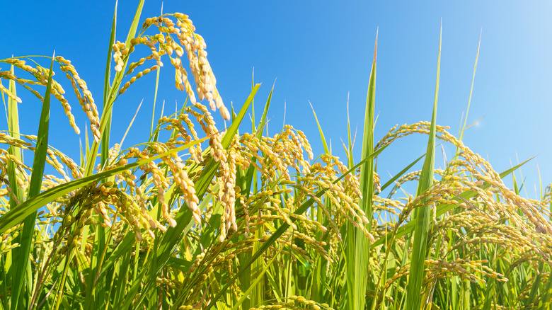 Rice in field