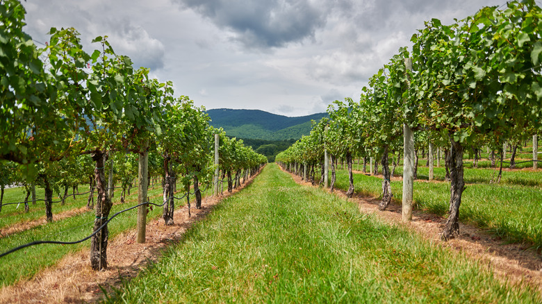 vineyard with cloudy sky background