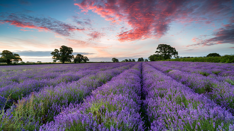 English lavender in Somerset