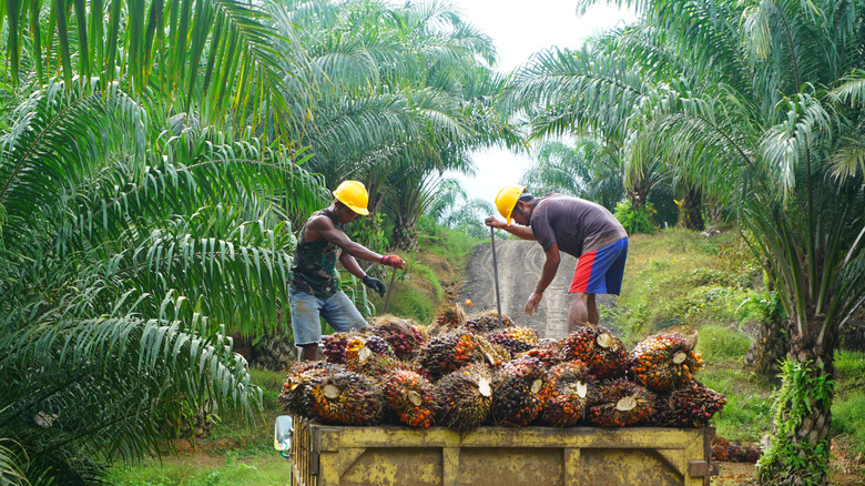 Palm oil harvest 