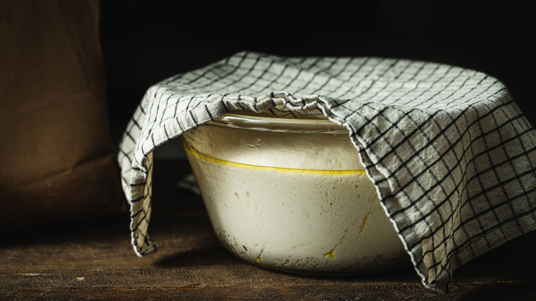 Covered bowl of rising dough Exclude