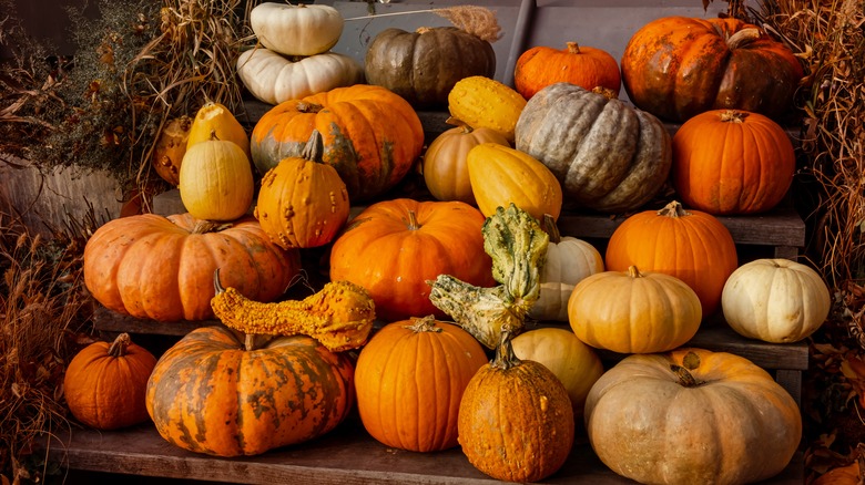 Array of pumpkins and squash