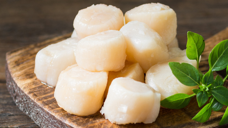 pile of raw scallops