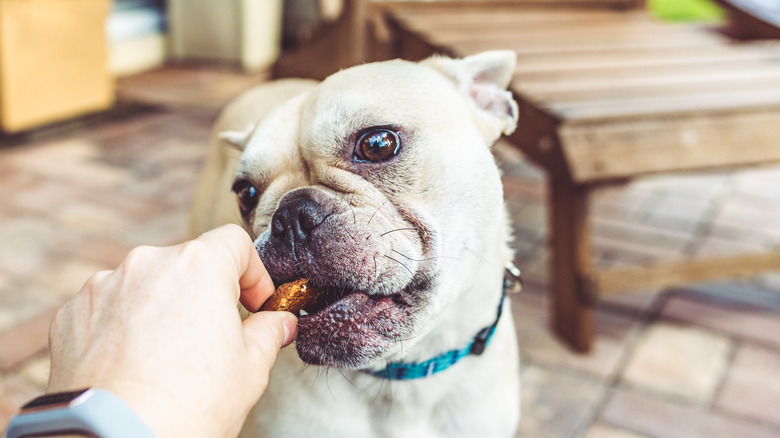 french bull dog enjoying a patty