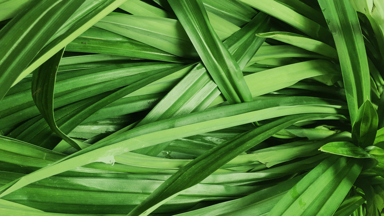 pandan leaves