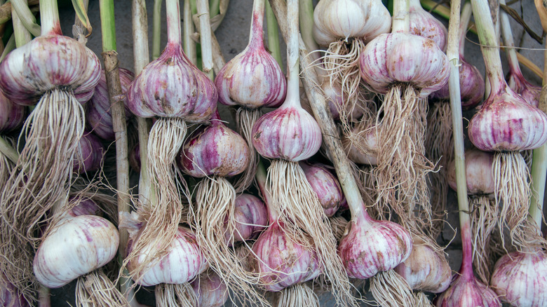 bulbs of garlic