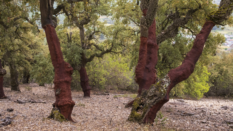 cork oak trees