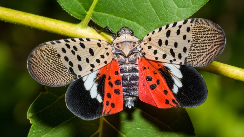 spotted lanternfly