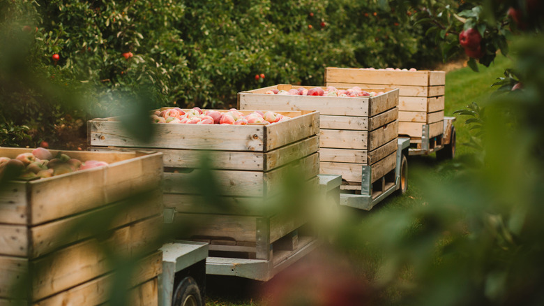 crates of apples