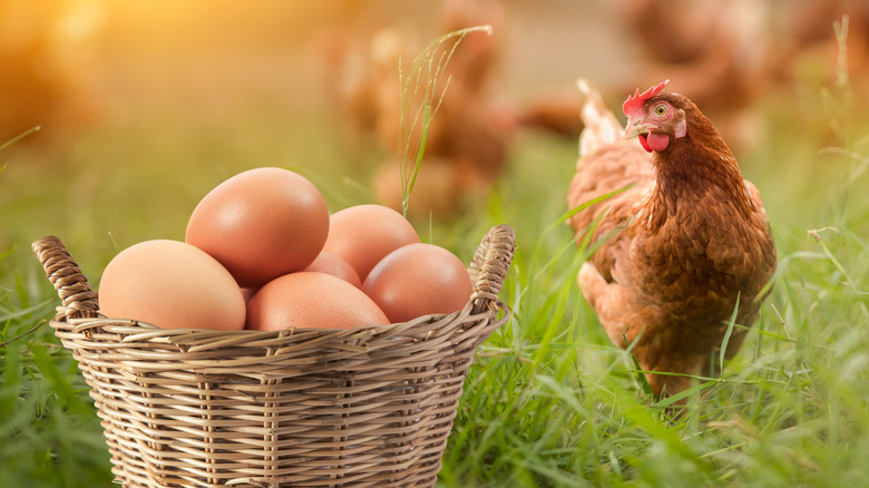 Eggs in basket next to chicken