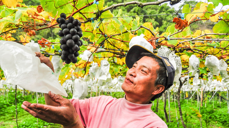 Taiwanese farmer growing Kyoho grapes