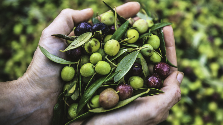 hands holding harvested olives