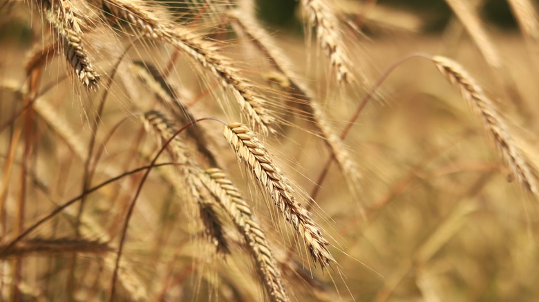 A close-up of ripe rye grains in the field