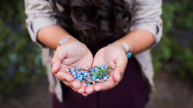 woman holding juniper berries