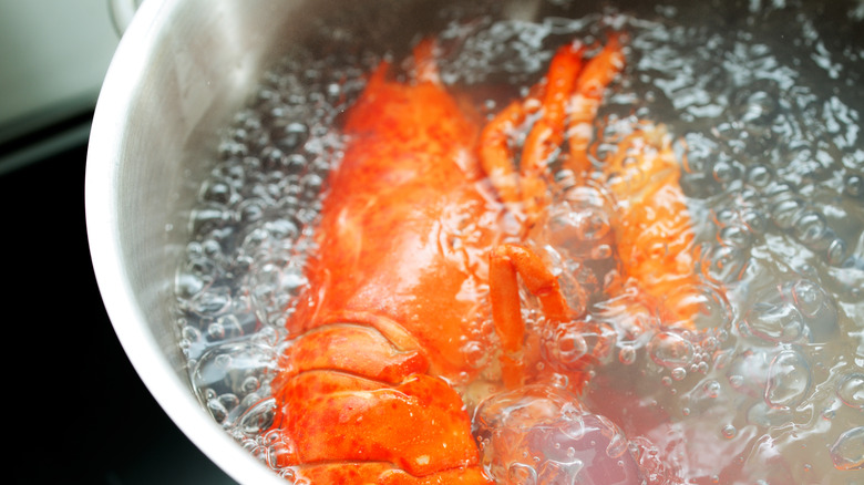 Boiling lobster