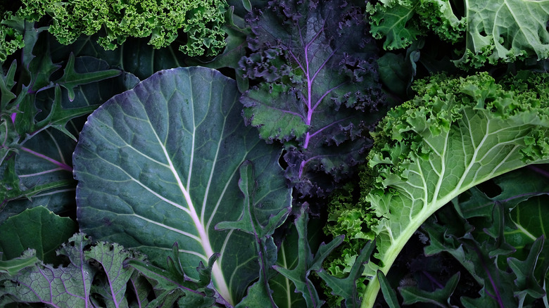 different types of lettuce leaves