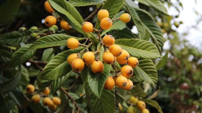 loquat fruits on a tree