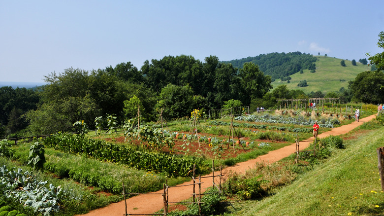 Gardens at Jefferson's Monticello