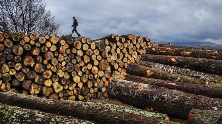 Wood used for Macallan barrels