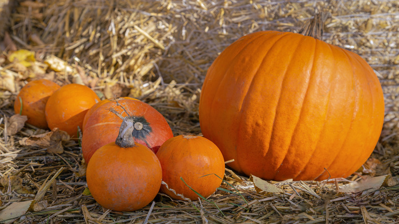 Pumpkins resting on hay