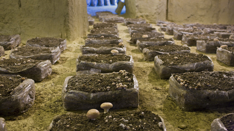 Mushrooms in Loire Valley Cave