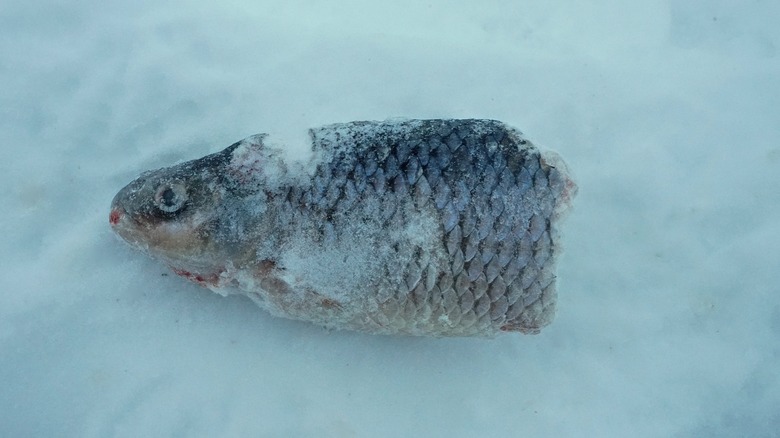 frozen fish 