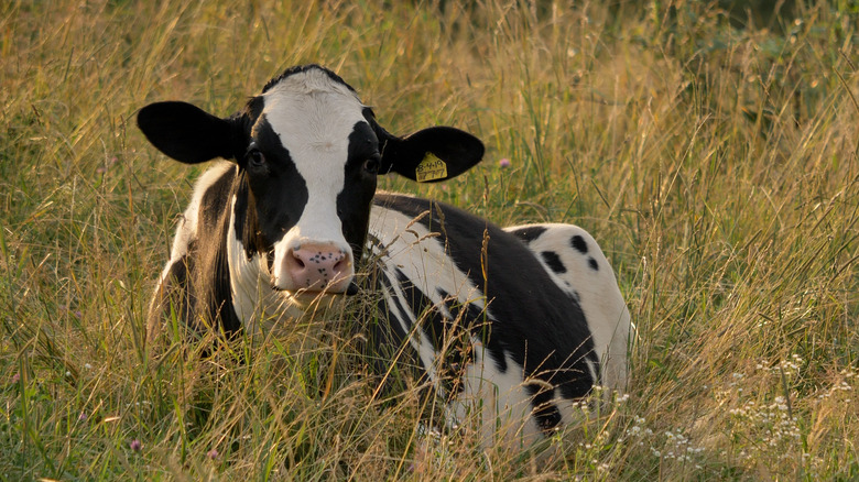 dairy cow in field