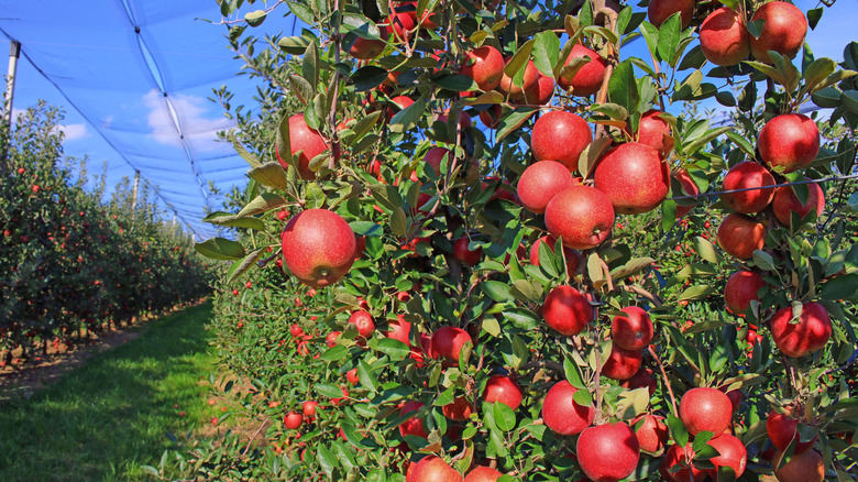 apple tree in an orchard with awning