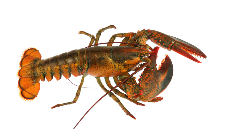 Maine lobster