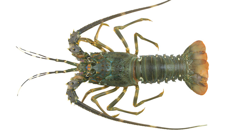 Spiny lobster