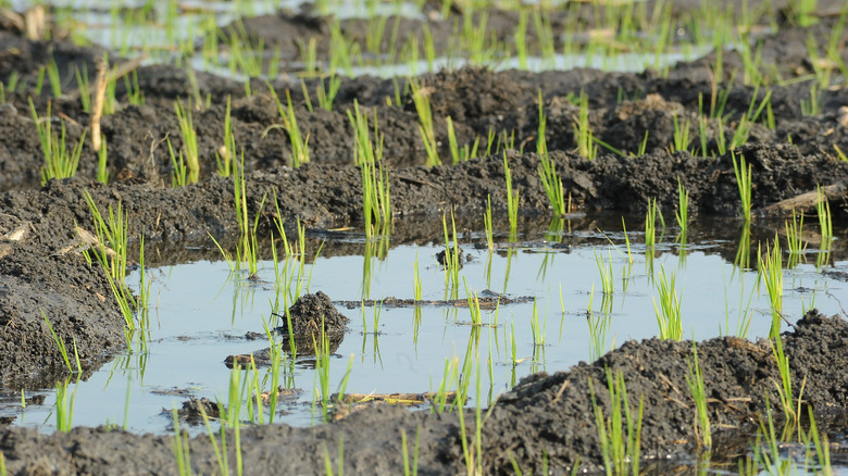 Mexican organic rice 