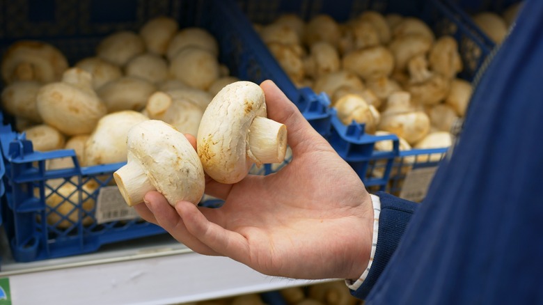 hand holding mushrooms