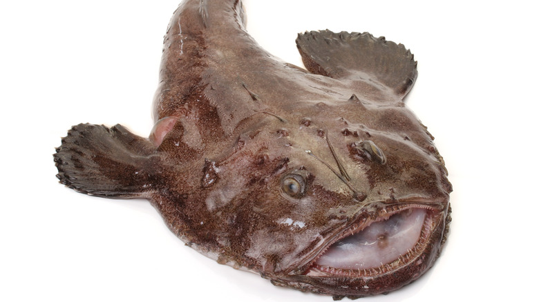 Monkfish