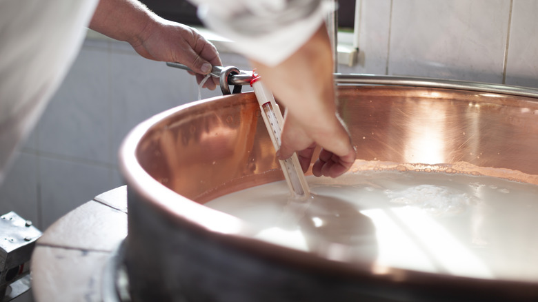 Cheese maker measuring temperature 